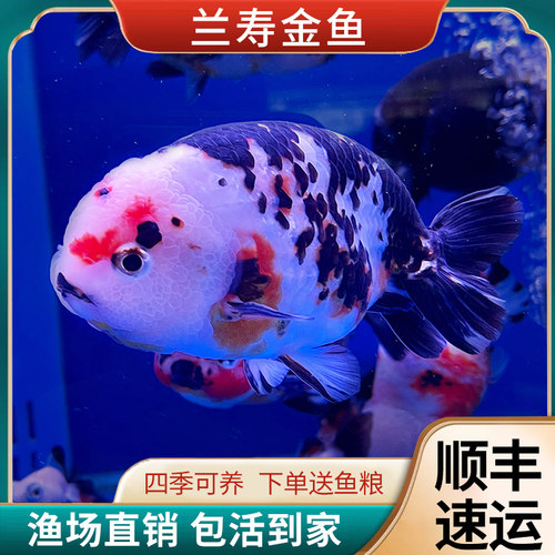 兰寿金鱼好养不怕冷观赏鱼奶牛鱼