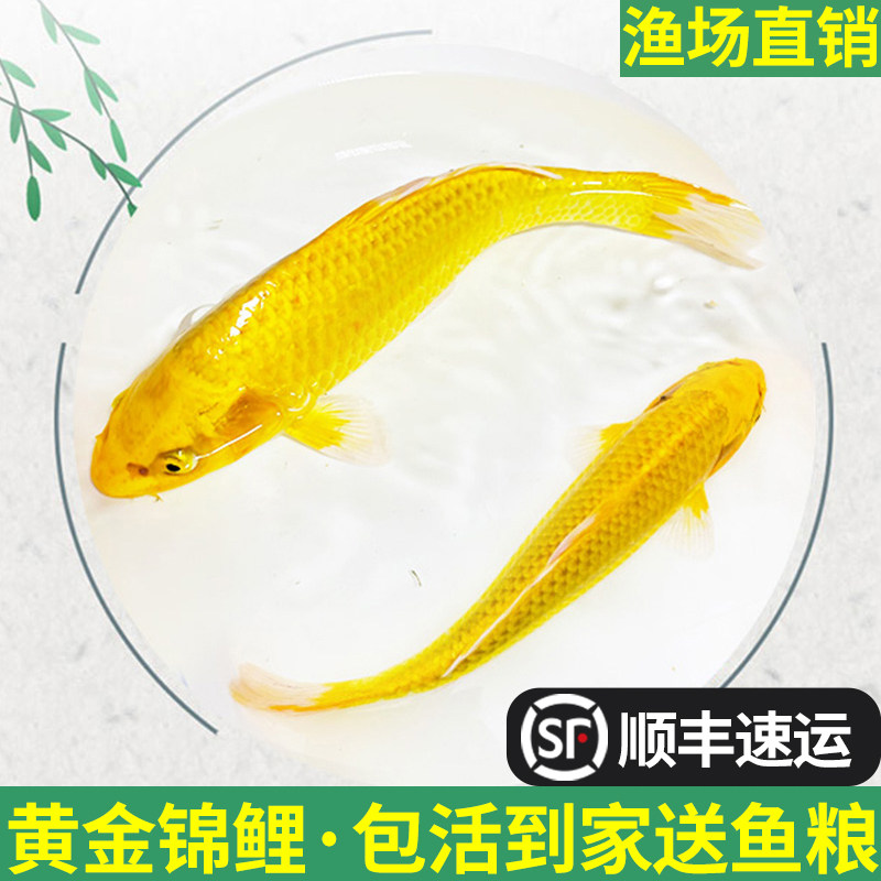 锦鲤活鱼淡水鱼黄金锦鲤龙凤观赏鱼活冷水鱼好养耐活鱼小锦鲤鱼苗