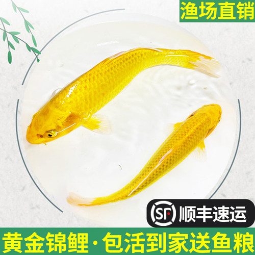 黄金锦鲤龙凤观赏鱼活冷水鱼好养