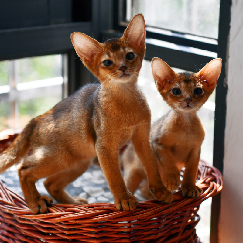 阿比西尼亚猫活体幼猫宠物猫纯种血统活物埃及法老原始色广州猫舍