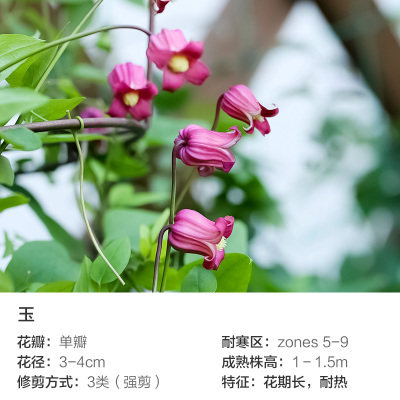 铁线莲花苗铃铛德克萨斯型爬藤花卉植物胭脂扣王梦玉银珠樱桃唇纯|msdalam kategori penghantaran bunga/bunga simulasi/tumbuhan berkebun, 花园植物/行道树/果树, 宿根/地被植物 - dari Buy2taobao.com untuk memberikan perkhidmatan ejen Taobao profesional membeli
