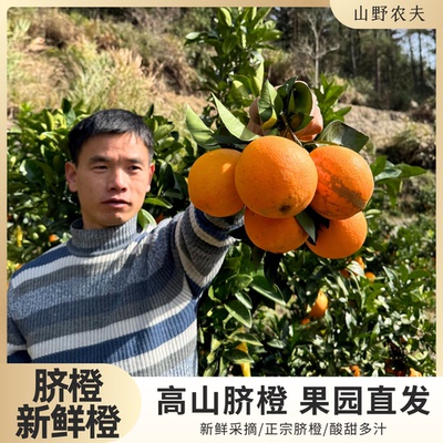 高山脐橙酸甜可口新鲜发