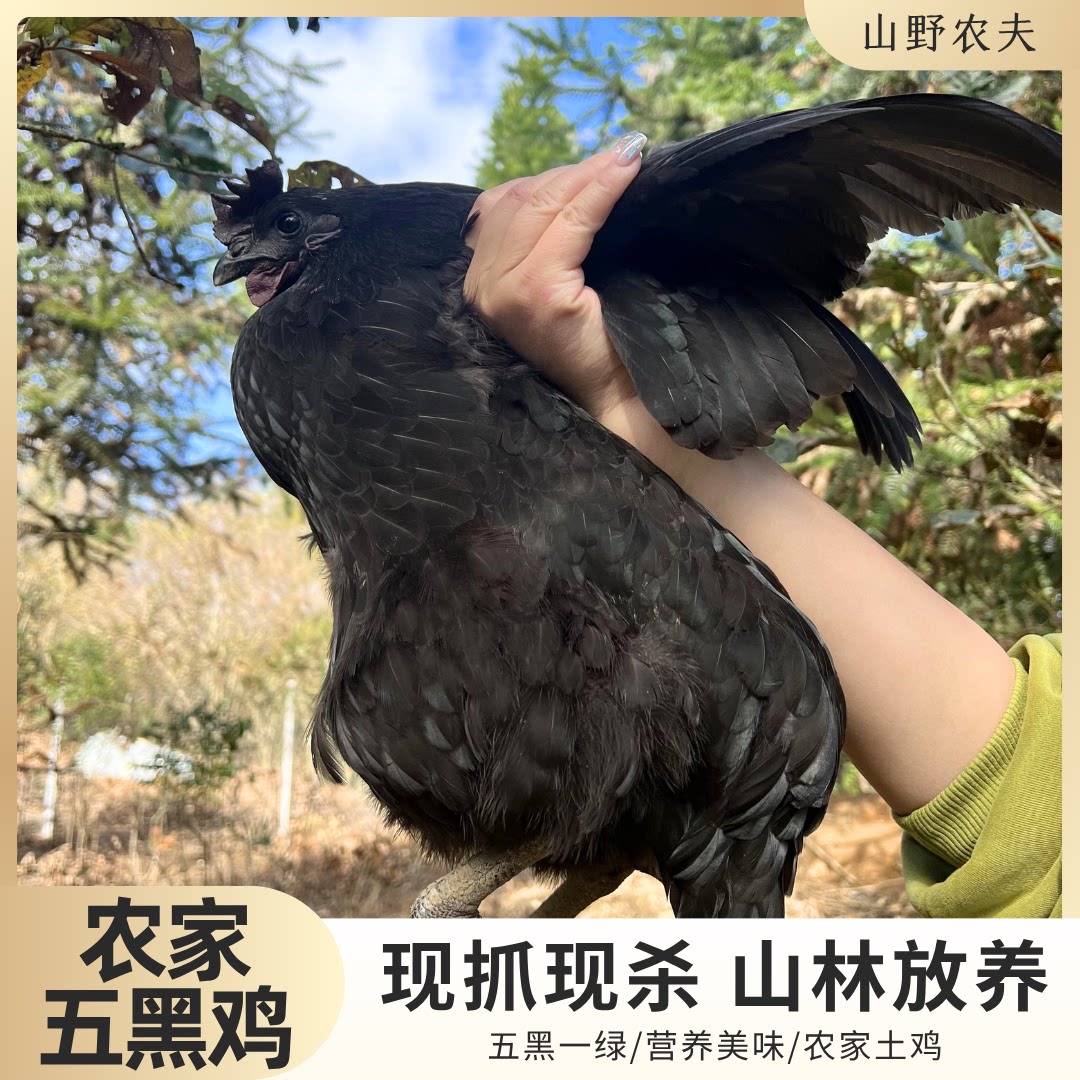 山野农夫五黑鸡山林放养母鸡喂食五谷蔬菜散养母鸡生态农家五黑鸡
