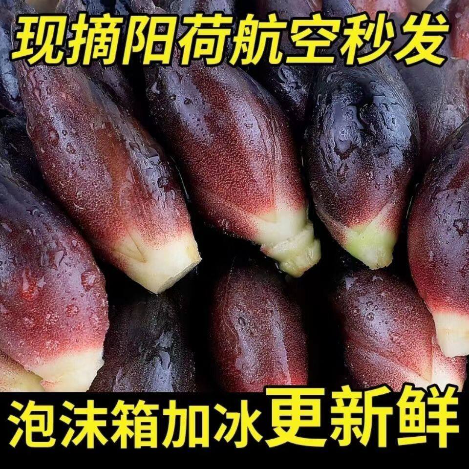 冷链新鲜洋荷姜现摘现发