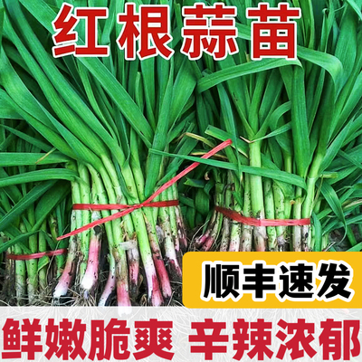 湖北新蒜苗新鲜鲜红香辣蔬菜
