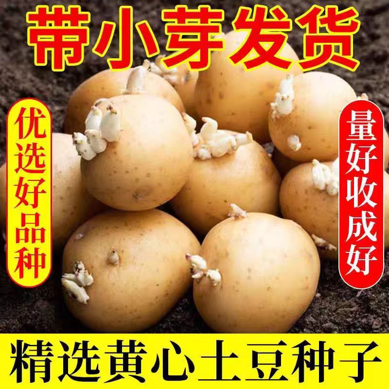 恩施高山小土豆种洋芋老品种土豆种子黄心土豆种子不带芽种植高产