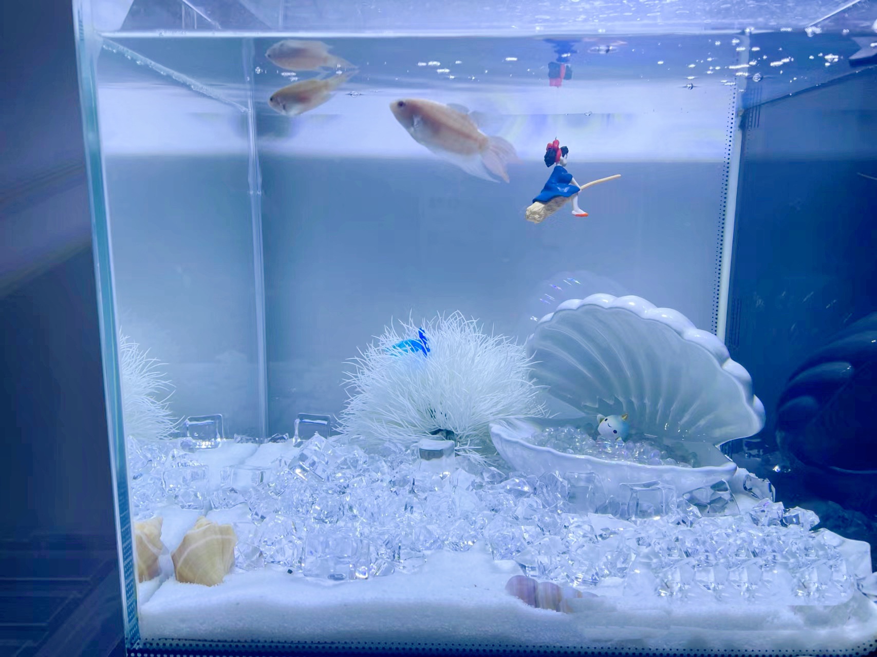 泰国半月斗鱼微景观造景很治愈摆件海螺冰块珊瑚天然白沙造景