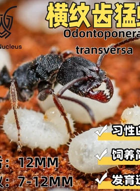 横纹齿猛蚁中型宠物活体凶猛蚂蚁科普教育