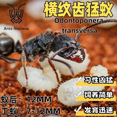 横纹齿猛蚁中型宠物活体凶猛蚂蚁科普教育