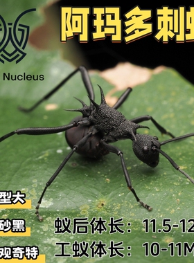 阿玛多刺蚁Pachycondyla luteipes活体宠物蚂蚁科普教育