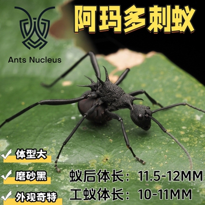 阿玛多刺蚁Pachycondyla luteipes活体宠物蚂蚁科普教育