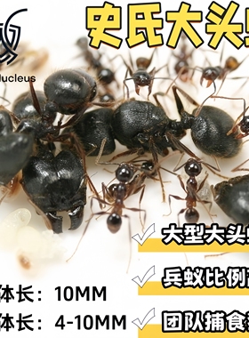 史氏大头蚁Pheidole smythiesii活体宠物蚂蚁团队作战科普教育