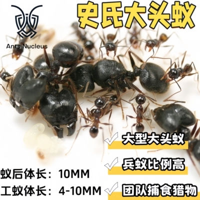 史氏大头蚁Pheidole蚂蚁团队作战