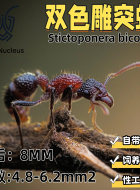 双色雕突蚁曲颊猛蚁活体宠物蚂蚁凶猛科普教育