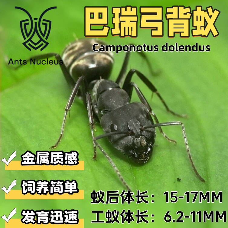 巴瑞弓背蚁活体宠物蚂蚁科普