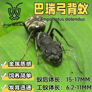 巴瑞弓背蚁Camponotus dolendus活体宠物蚂蚁科普教育
