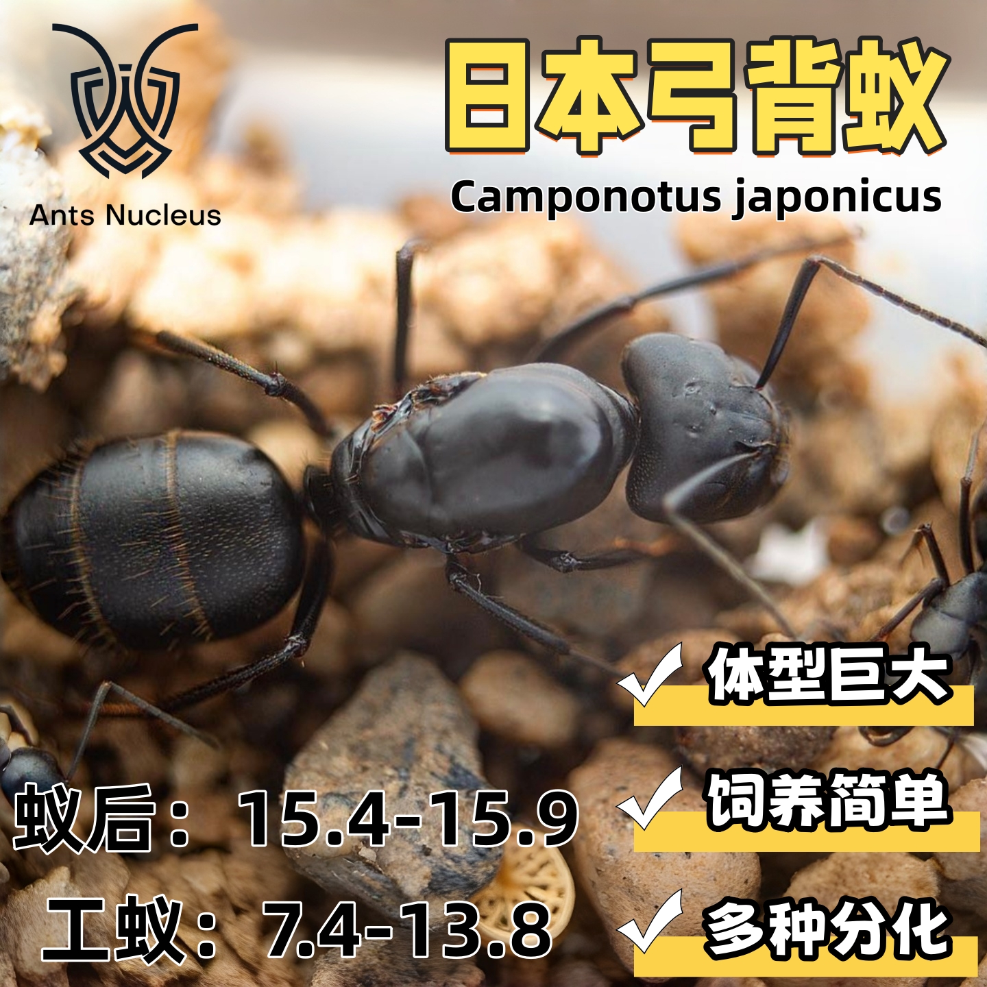 日本弓背蚁大黑蚂蚁活体宠物蚂蚁科普教育