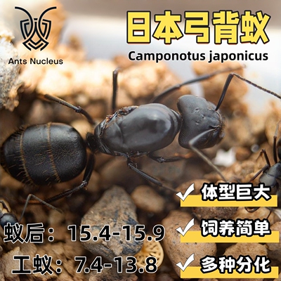 日本弓背蚁大黑蚂蚁活体宠物蚂蚁科普教育