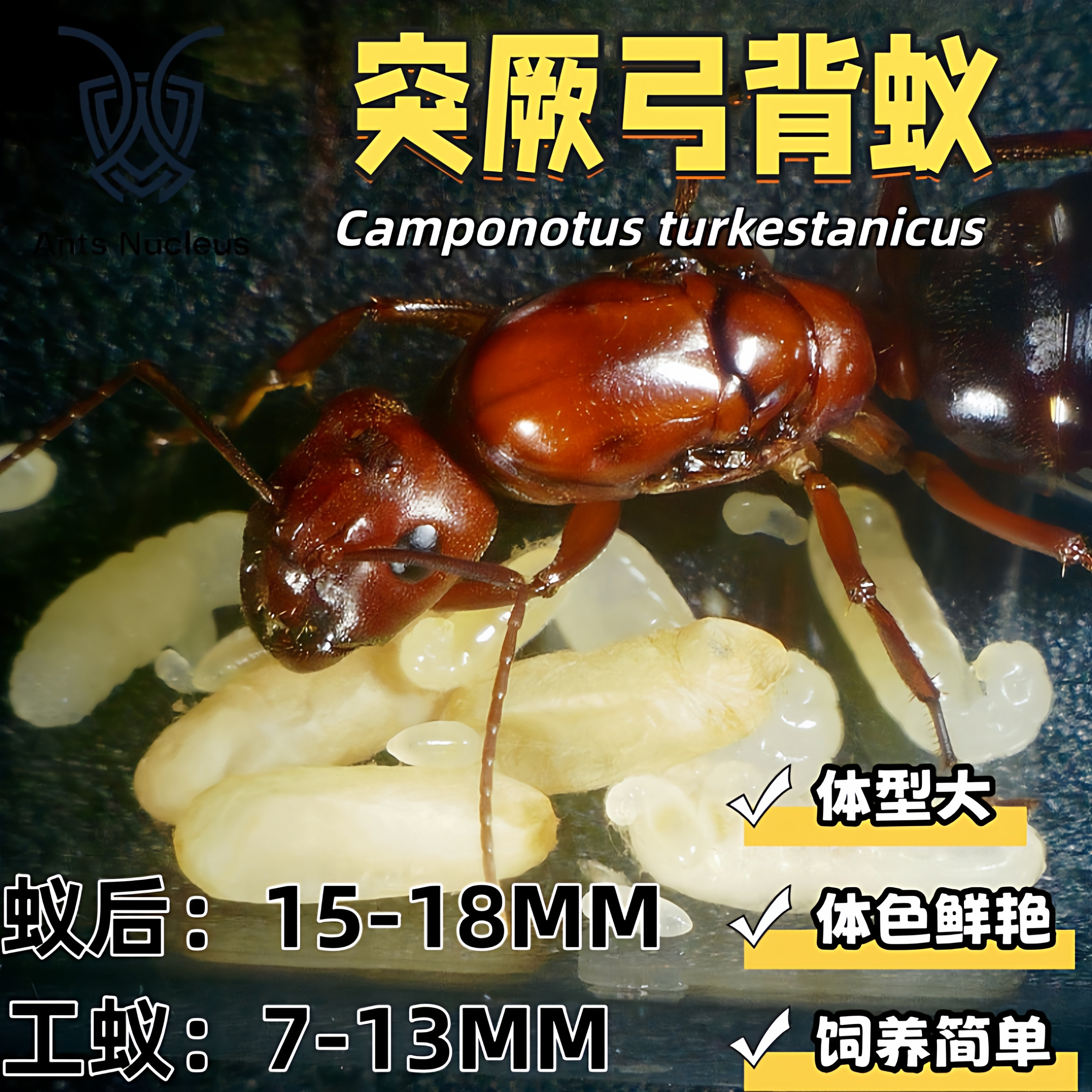 突厥弓背蚁大型弓背蚁宠物蚂蚁科普教育