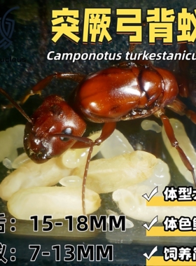 突厥弓背蚁大型弓背蚁宠物蚂蚁科普教育