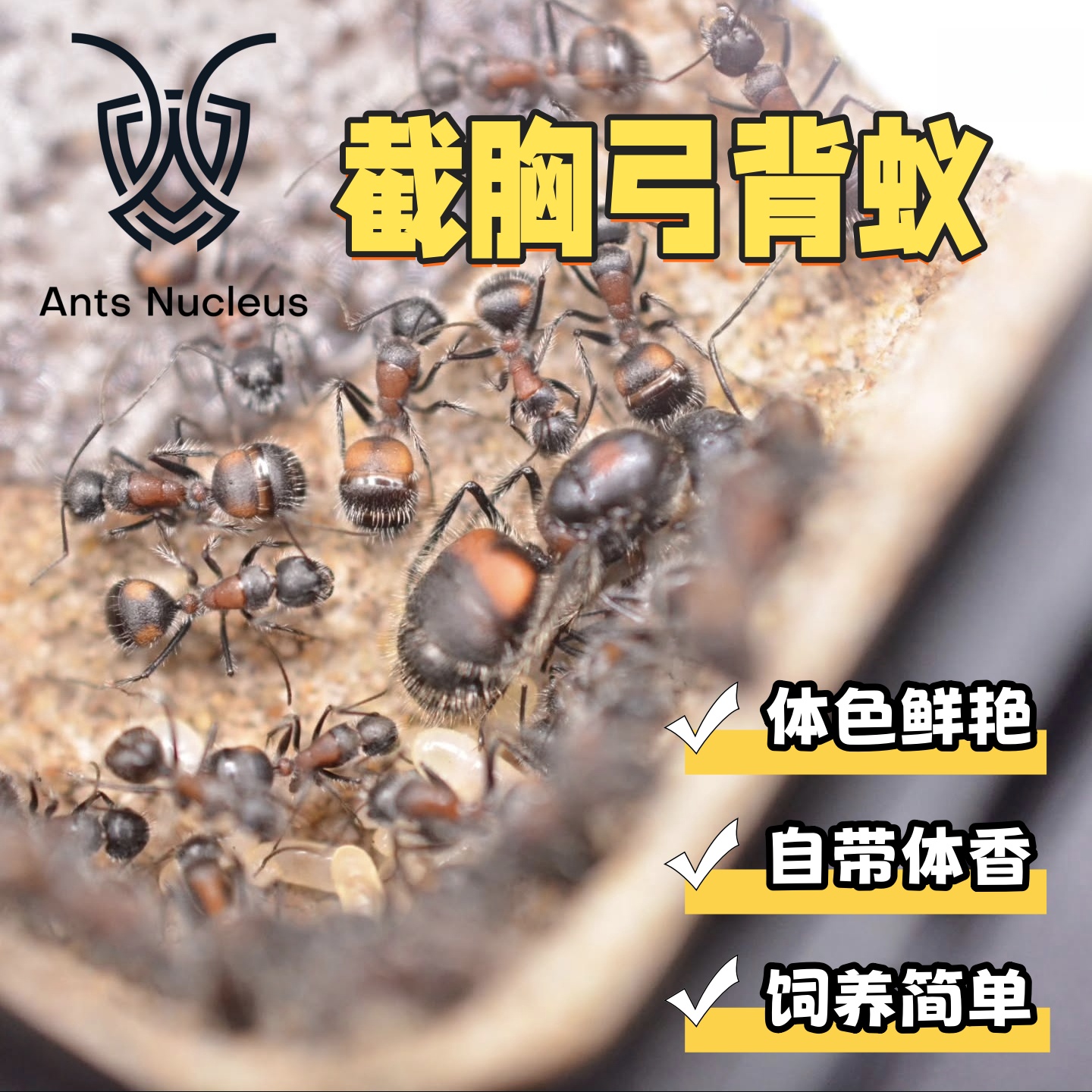 截胸弓背蚁Camponotus mutilarius香斑弓背蚁活体宠物蚂蚁科普