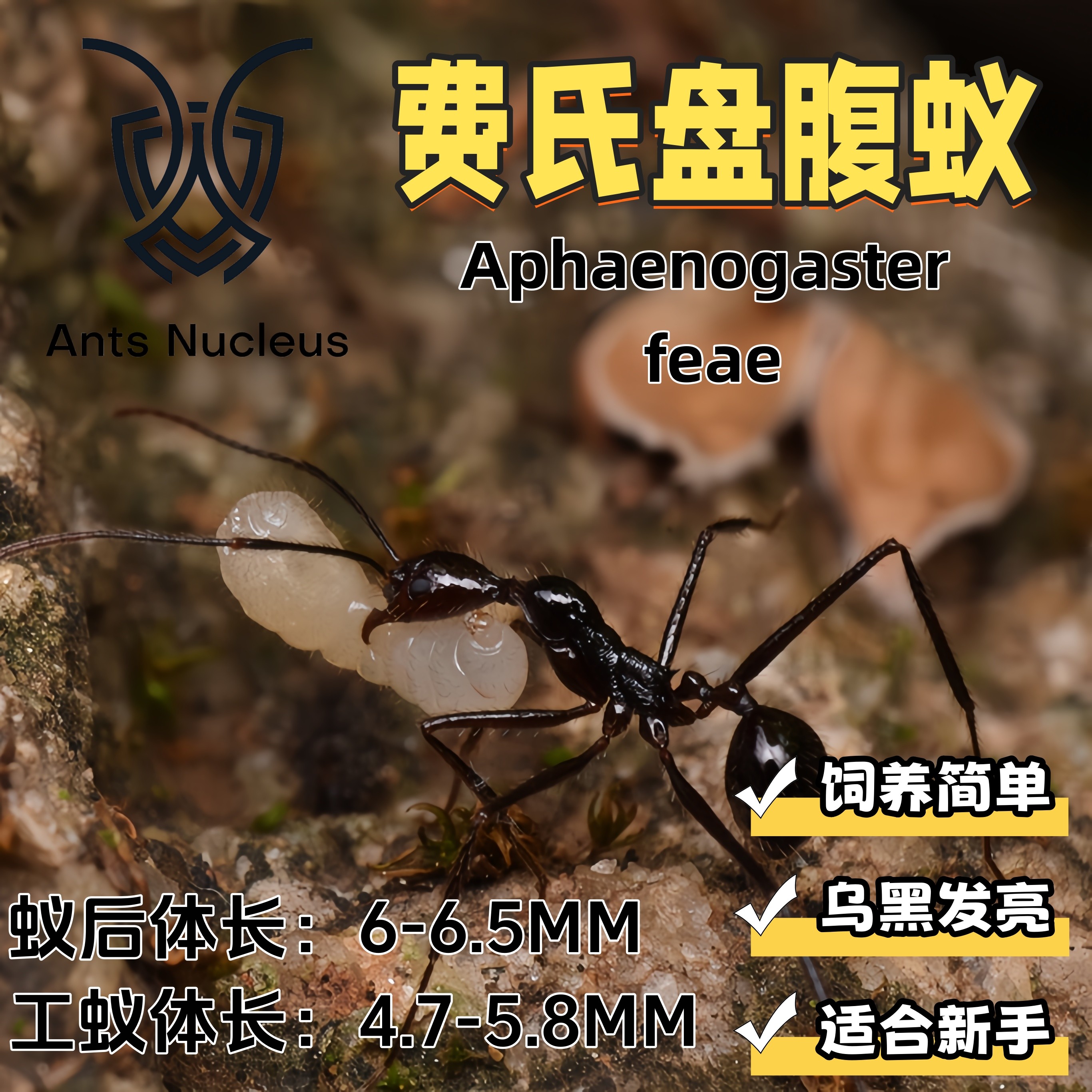 费氏盘腹蚁活体宠物蚂蚁饲养简单适合新手科普教育
