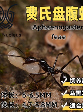 费氏盘腹蚁活体宠物蚂蚁饲养简单适合新手科普教育