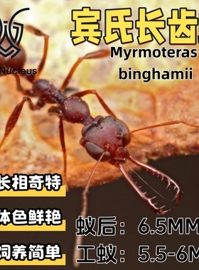 宾氏长齿蚁外星蚂蚁活体宠物蚂蚁科普教育