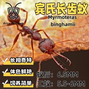 宾氏长齿蚁外星蚂蚁活体宠物蚂蚁科普教育