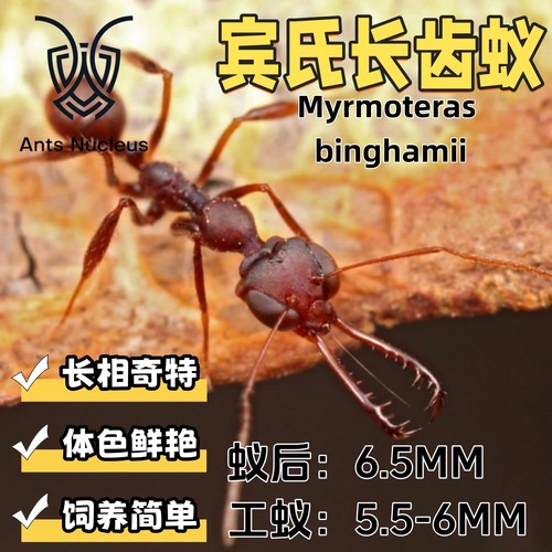 宾氏长齿蚁外星蚂蚁活体宠物蚂蚁科普教育