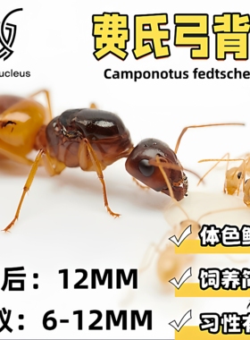 费氏弓背蚁黑金弓背蚁宠物活体蚂蚁科普教育