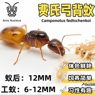 费氏弓背蚁黑金弓背蚁宠物活体蚂蚁科普教育