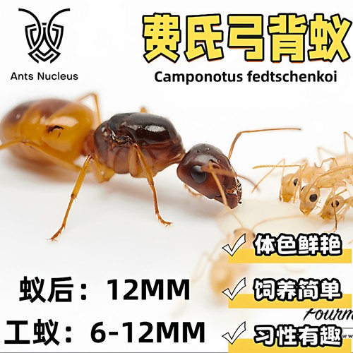 费氏弓背蚁黑金弓背蚁宠物活体蚂蚁科普教育