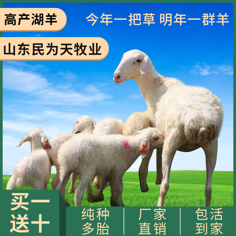 湖羊活羊纯种母羊胡羊种公羊小尾寒羊奥湖杂交羊羔幼绵羊养殖技术