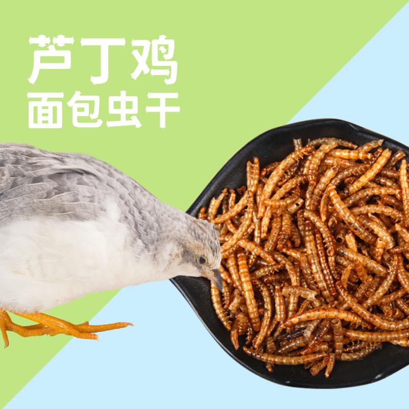 芦丁鸡面包虫干零食黄粉虫干鹦鹉金丝熊饲料鹌鹑仓鼠刺猬营养虫子