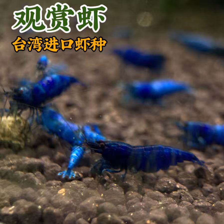 淡水观赏虾 米虾活体 樱花极火水晶虾 冷水清洁除藻虾包活