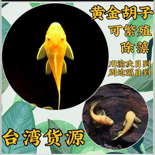 黄金胡子鱼淡水鼠鱼除藻工具鱼