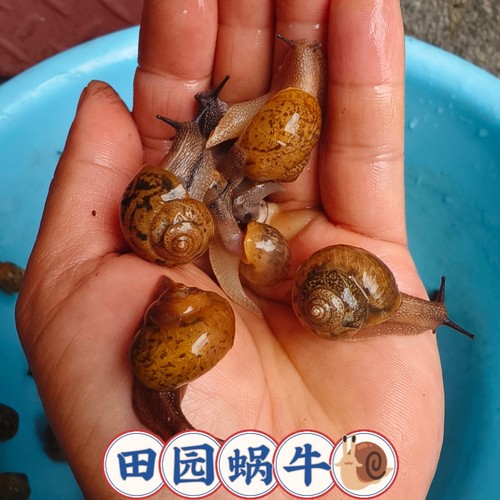 田园蜗牛活体学生科学课实验套装观察科普爬虫蜗牛田园蜗牛宠物