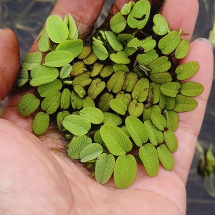 蜈蚣萍槐叶萍水草鱼缸造景净化水培水质套餐水葫芦心叶浮萍