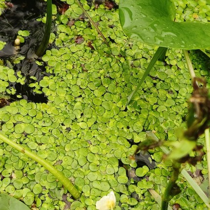 小槐叶萍槐叶萍浮萍水草水生水培植物鱼缸造景乌龟躲避食用