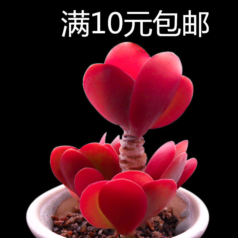 多肉植物倾盈旗舰店绿植花卉肉肉室内防辐射含盆带土包邮多肉植物组合盆栽超萌新款多肉植物江苏宿迁地区体察网