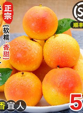 正宗鞍山特产南果梨新鲜水果当季东北辽宁南国梨红果小香梨子顺丰