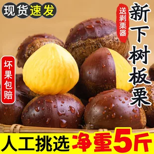 新鲜生板栗当季 大板栗生栗东北锥栗野生板栗5斤大果栗子整箱菜栗1