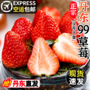 正宗丹东99草莓新鲜红颜东港九九奶油草莓甜牛奶草莓水果礼盒空运