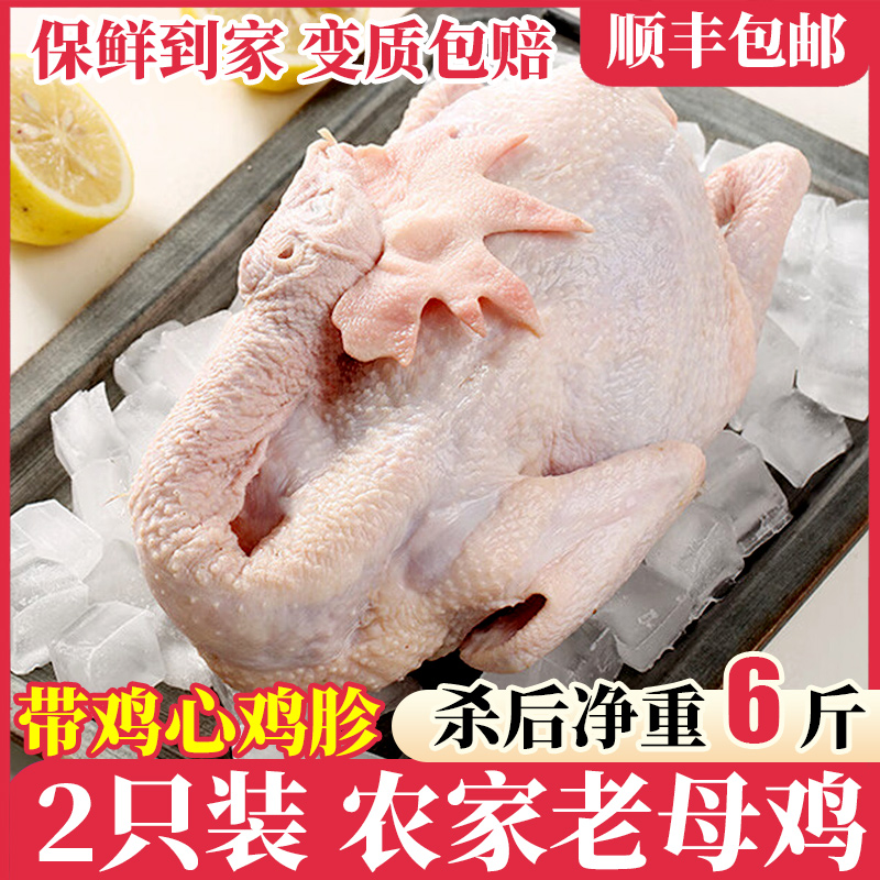 农家散养500天老母鸡带内脏