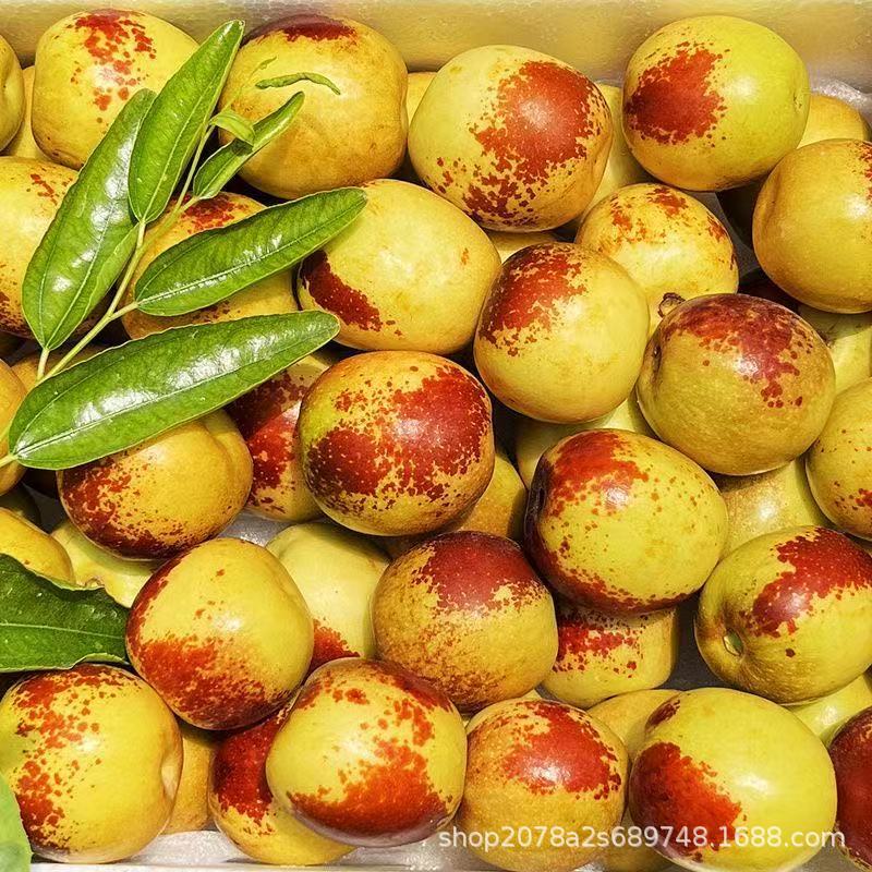 陕西大荔冬枣新鲜水果当季现摘脆甜红鲜枣子现货红枣