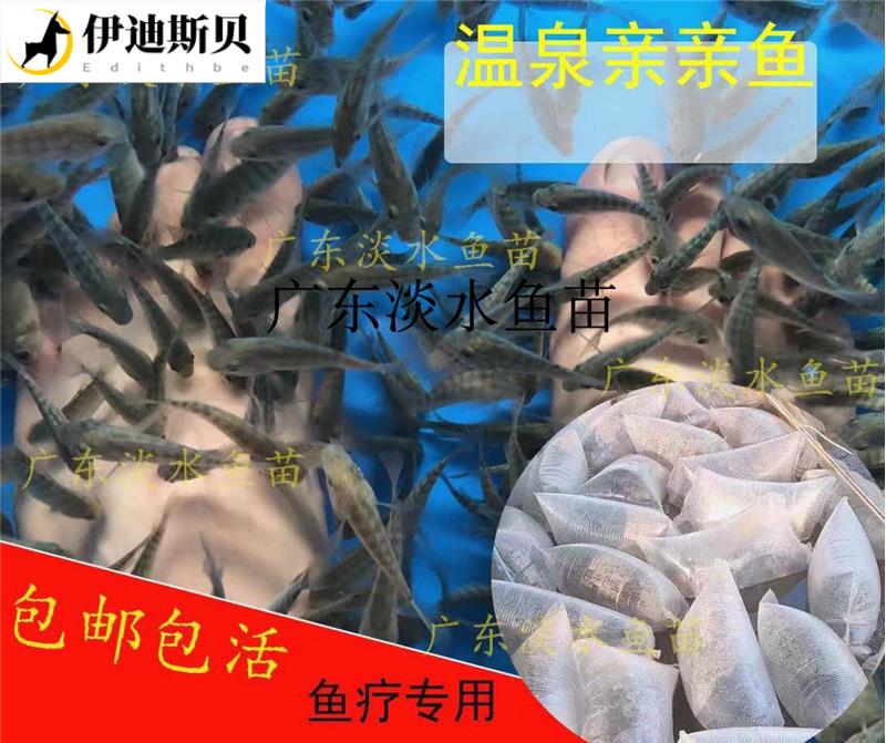 鱼疗小鱼土耳其亲亲鱼足疗泡脚接吻鱼星子鱼专用饲料包邮淡水-封面