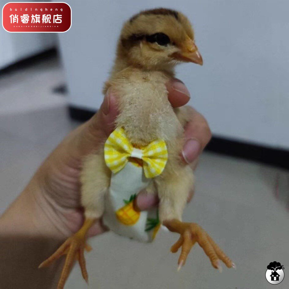 小鸡尿不湿鸡用纸尿裤屁股兜防乱拉小鸭子宠物尿不湿宠物鸡衣服