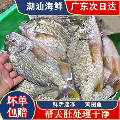潮汕海钓黄翅黄立鱼鱼新鲜海捕海鲜水产当地海捕黄赤黄鳍鲷黄墙鱼