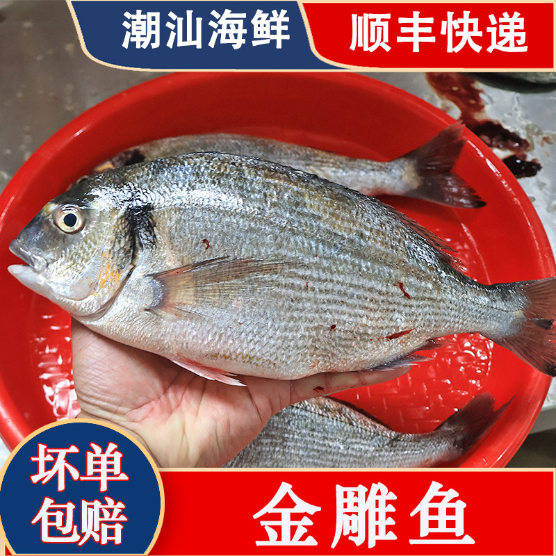 海乌鱼鲜活潮汕月子海鱼鲻鱼海鲜水产海鱼